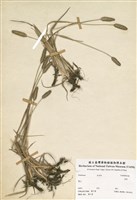 藏品(莠草)的圖片